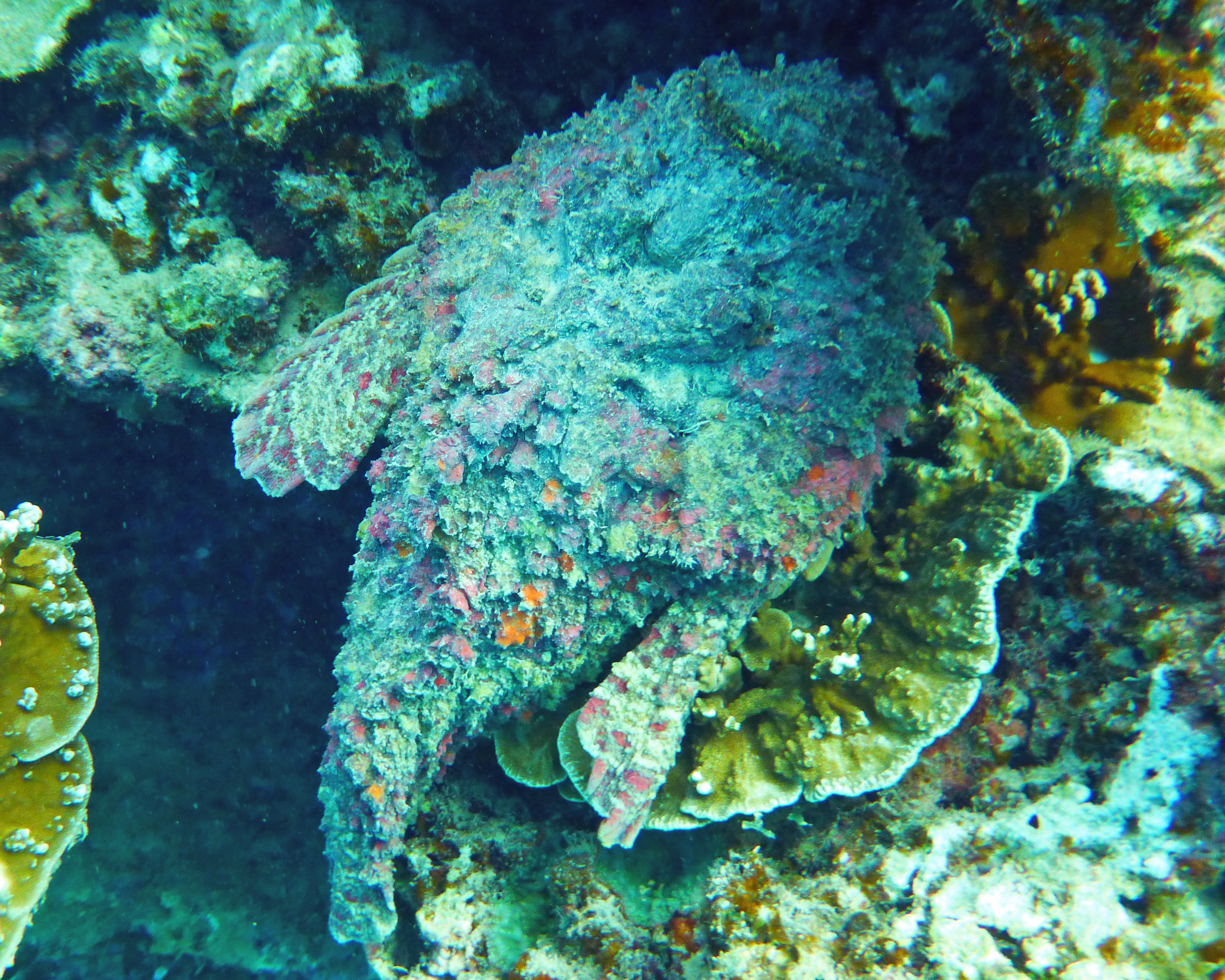 Reef stonefish, Mo'orea, French Polynesia 2019.